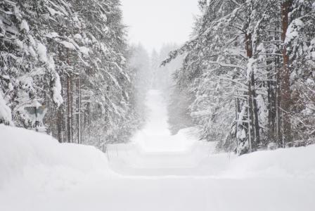 冬天, 雪, 犁堤, 树, 瑞典, 冬季景观, 感冒