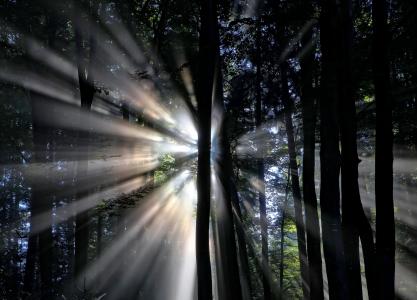 太阳, 光线, 剪影, 树木, 森林, 云计算, 树