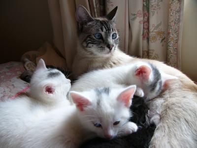 猫, 小猫, 白色, 在一起, 家庭, 猫科动物, 基蒂