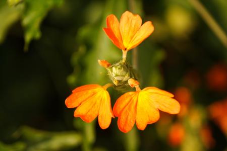crossandra infundibuliformis, 鞭炮花, kanakambaram 花, 三花瓣花, 花, 橙花瓣花, 橙花