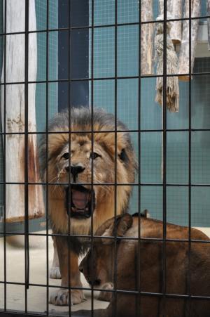 狮子, 动物园, 关在笼子里, 野生动物, 轰鸣声, 鬃毛, 柏林