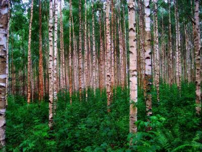 白桦树, 森林, 伍兹, 芬兰, 自然, 外面, 农村