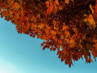 红色, 枫树, 树, 橙色, 叶子, 秋天, 秋天