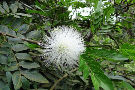 粉扑, 花, 植物区系, 白色, calliandra haematocephala 阿尔巴, mimosaceae, yellapur