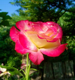 三颜色玫瑰, 花卉园, 夏天花