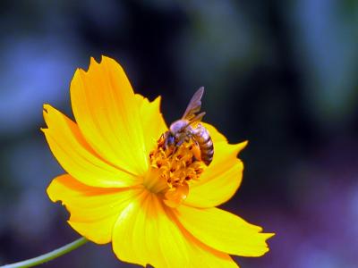 蜜蜂, 黄色, 花, 自然, 花瓣, 昆虫, 植物