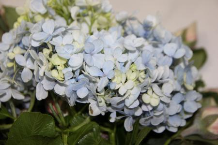蓝色绣球, 插花, 婚礼装饰, 花卉艺术