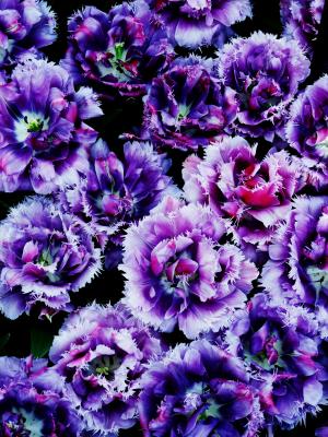 花, 花, 野生花卉, 关闭, 紫色, 库肯霍夫, 荷兰
