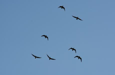 鸟类, 飞行, 形成, 自然, 蓝色, 编队飞行, 野鹅