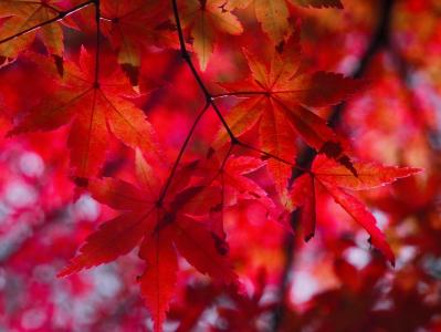 秋天的叶子, 秋天, aomoriya, 星级度假村, 枫树, 青森, 日本