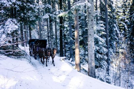 人, 马, 马车, 雪, 覆盖, 通路, 树木