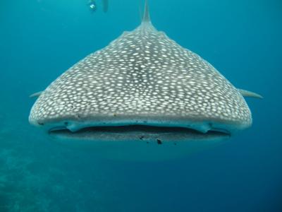 鲸鲨, 马尔代夫, 海