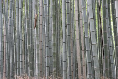 竹, 亚洲, 芦苇, 自然, 绿色