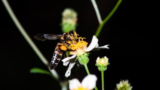 蜜蜂, 赤字, 很酷, 昆虫, 万客隆, 花, 艾菊