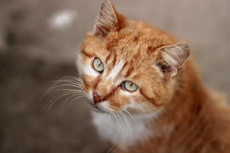猫, 橙色, 肖像, 绿色的眼睛, 家猫, 动物, 宠物