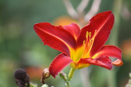 韦斯利花园, 兰花, 花, 红色, 异国情调, 详细, 开花