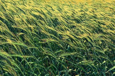 大麦, 谷物, 风, 农业, 粮食, 自然, 耳朵