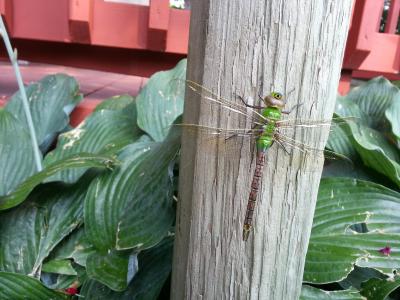 蜻蜓, 大, 昆虫, bug, 绿色