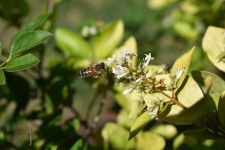 金银花, 蜜蜂, 花粉, 蜜蜂