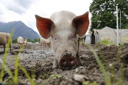 猪, 母猪, 动物的画像, 国内的猪, 牲畜, 快乐猪, 农场