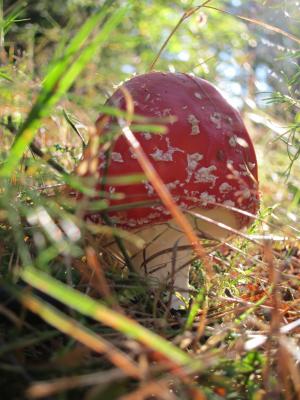 飞金顶, 蘑菇, 森林, 有毒, 红色飞木耳蘑菇