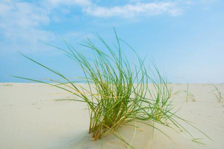 草, borkum, 海滩, 自然, 没有人, 沙子, 白天
