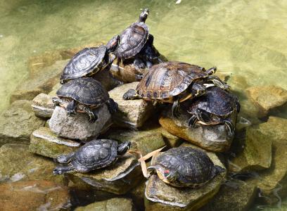 海龟, 爬行动物, 自然, 水, 壳, 海龟, 动物园