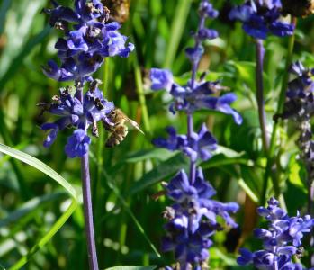蜜蜂, 收集花粉, 采集花蜜, 努力工作, 授粉, 开花, 绽放