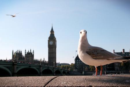 大笨钟, 伦敦, 时钟, 旅游, 旅行, 英国, 英国