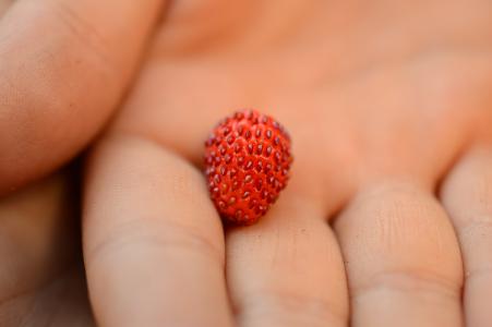野草莓, 手, 夏季, 浆果, 红色, 花园, 人类身体的一部分