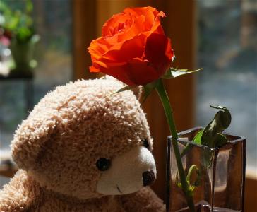 老泰迪熊与玫瑰色, 玩具, 毛绒玩具, 橙玫瑰, 上升, 花, 开花