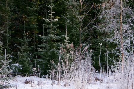 huuretta 树, 冷若冰霜景观, 霜枝, 景观, 芬兰语, 冬天, 弗罗斯特
