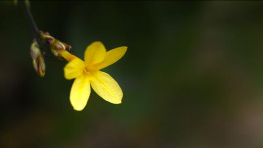 youngchun 星期二, 初春, 黄色的花, seonyudo, 迎宾春花, 自然, 植物