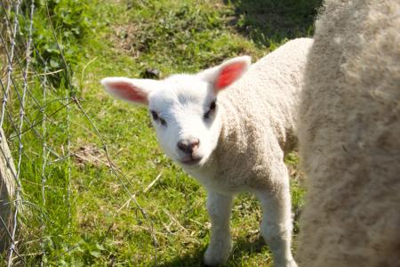 春天, 羔羊, 羊, 年轻, 动物, 牧场, 户外生活