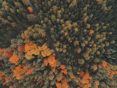 秋天, 秋天, 飞行, 飞行, 森林, 自然, 返回页首