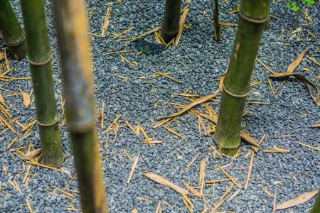 竹, 砾石, 沙子和石渣, 落叶