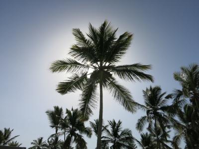 棕榈树, 加勒比海, 多米尼加共和国, 假日, 天堂