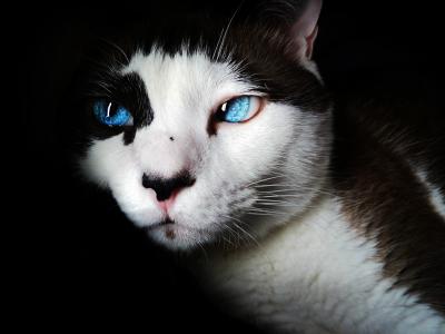 暹罗猫, 蓝色的眼睛, 可爱, 猫科动物, 白色, 猫, 宠物