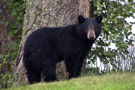 黑熊, 动物, 黑色, canim 湖, 加拿大, 不列颠哥伦比亚省, 自然