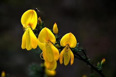 cytissus, 扫帚, 植物, 黄色, 自然, 花, 特写