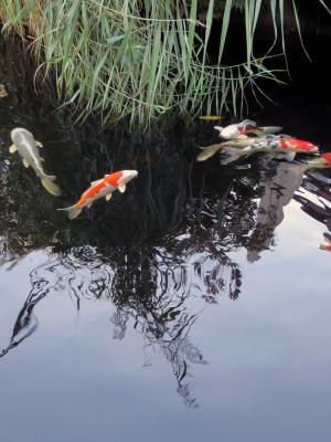 锦鲤, 鱼, 花园的池塘, 观赏鱼, 水, 锦鲤, 橙色