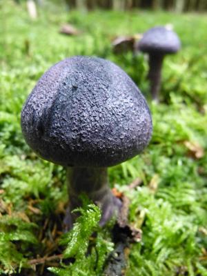蘑菇, 秋天, 紫罗兰色, 蓝色, 森林的地面, 青苔, dunkelvioletter schleierling