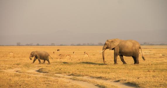 肯尼亚, 大象, 安博塞利, 在野外的动物, 野生动物, 动物, 哺乳动物