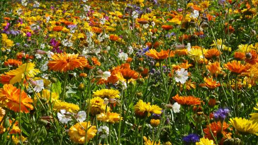 花草甸, 花, 领域的花, 夏季, 春天, 多彩, 自然