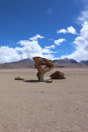 石树, 玻利维亚, 旅行