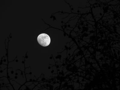 月亮, 木材, 天空, 晚上, 满月, 月光, 行星的月亮
