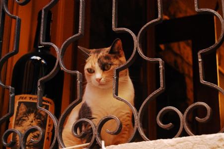 猫, 动物, 窗口, 窗台, 如梦似幻, 装饰围栏, 田园