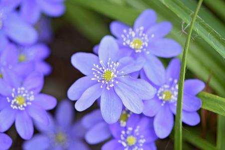 肝, 花, 花, 蓝色, 蓝色的花, 早就崭露头角, 春天的花朵