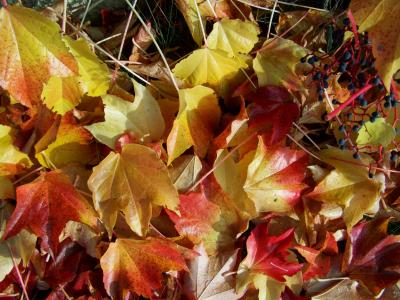 秋天, 落色的叶子, 弗吉尼亚爬山虎叶子