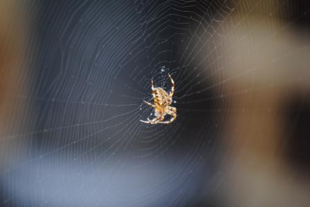 蜘蛛, web, 蜘蛛网, 自然, 可怕, 蜘蛛网, 蛛形纲动物